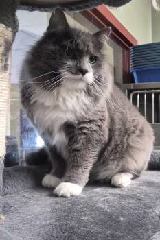 Al Pacino -  Domestic Long Hair Cat for Adoption in Warwick, Rhode Island - Al Pacino | PetCurious