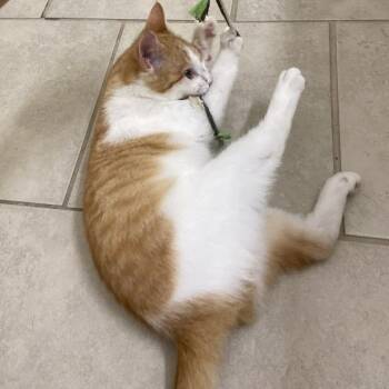 Domestic Short Hair Cats Available for Adoption - Bonnie | PetCurious