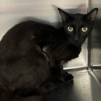 Baset -  Domestic Short Hair Cat for Adoption in Grand Rapids, Michigan - Baset | PetCurious
