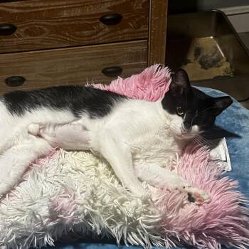 Bat Girl -  Domestic Short Hair Cat for Adoption in Buffalo, New York - Bat Girl | PetCurious