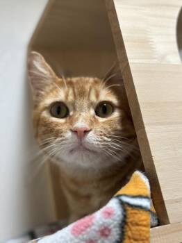 Domestic Short Hair and Tabby Cats Available for Adoption - Sir Fredrick | PetCurious