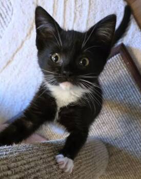 Nemy -  Domestic Short Hair Cat for Adoption in New Hope, Pennsylvania - Nemy | PetCurious