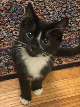 Rescue Domestic Short Hair Cats for Adoption in St. Helens, Oregon - 25-34 Sox | PetCurious