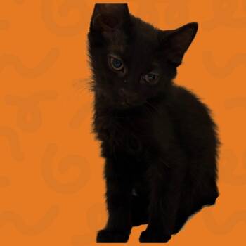 Fireboy -  Domestic Short Hair Cat for Adoption in Reno, Nevada - Fireboy | PetCurious