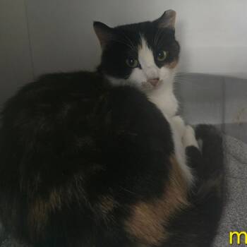 Rescue Domestic Short Hair Cats for Adoption in Grantsville, Utah - Mama | PetCurious