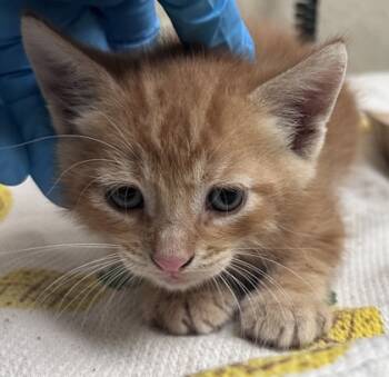 Rescue Domestic Medium Hair and Domestic Short Hair Cats for Adoption in Honolulu, Hawaii - 59588026 | PetCurious