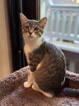 Rescue Domestic Short Hair Cats for Adoption in Campbell, California - Beatrice | PetCurious