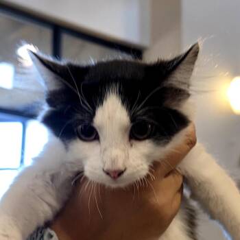 Willow -  Domestic Short Hair Cat for Adoption in Goleta, California - Willow | PetCurious
