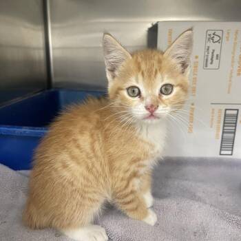 Cheese -  Domestic Short Hair Cat for Adoption in Auburn, Alabama - Cheese | PetCurious
