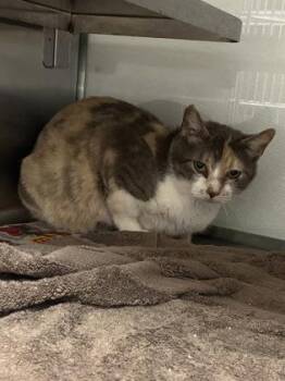 Domestic Short Hair Cats Available for Adoption in Fort Worth, Texas - Aurora Jean | PetCurious