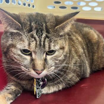 Domestic Medium Hair Cats Available for Adoption in Allentown, Pennsylvania - Aster | PetCurious
