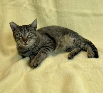Bentley -  Domestic Short Hair and Tabby Cat for Adoption in Jamestown, California - Bentley | PetCurious