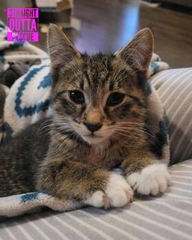 Rescue Domestic Short Hair Cats for Adoption in Vancouver, British Columbia - Odette | PetCurious