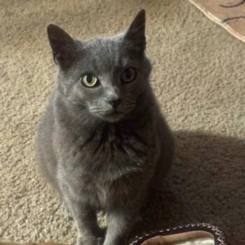 Princess Rainbow -  Domestic Short Hair Cat Available for Adoption in Harrisonburg, Virginia - Princess Rainbow | PetCurious