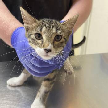 Aphrodite -  Domestic Short Hair Cat for Adoption in Monroe, Louisiana - Aphrodite | PetCurious