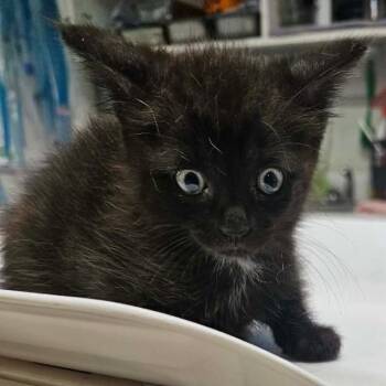 Sir Lix-A-Lot -  Domestic Short Hair Cat for Adoption in Rocky Mount, Virginia - Sir Lix-A-Lot | PetCurious