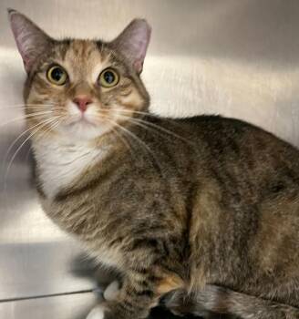 Bijou -  Domestic Short Hair Cat for Adoption in Golden, Colorado - Bijou | PetCurious