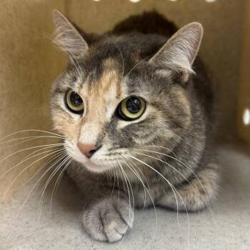 Domestic Short Hair Cats Available for Adoption - Ania Rose | PetCurious