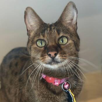 Domestic Short Hair Cats Available for Adoption - Forsyth | PetCurious