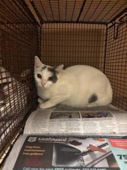 Cupcake -  Domestic Short Hair Cat for Adoption in Austin, Texas - Cupcake | PetCurious