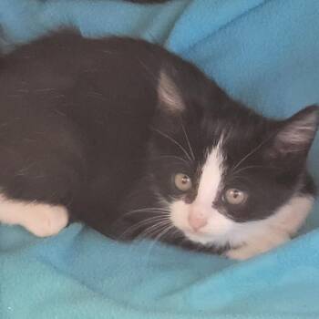 Sarah -  Domestic Short Hair Cat for Adoption in Madisonville, Tennessee - Sarah | PetCurious