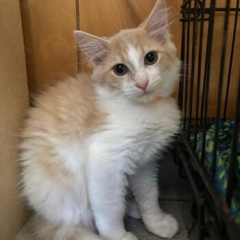 Cheshire -  Domestic Medium Hair Cat for Adoption in Kent, Washington - Cheshire | PetCurious