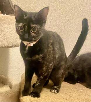 Sasha -  Domestic Short Hair Cat for Adoption in Arlington, Washington - Sasha | PetCurious