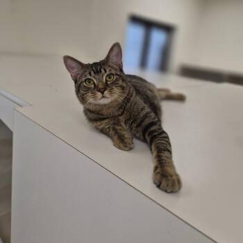 Sno Cap -  Domestic Short Hair Cat for Adoption in Woodstock, Illinois - Sno Cap | PetCurious