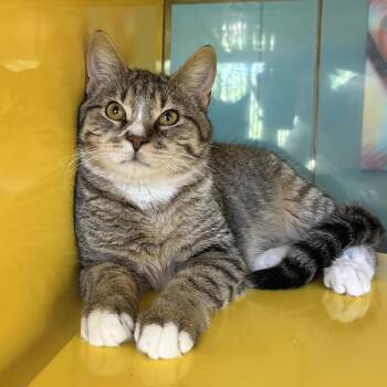 Domestic Short Hair Cats Available for Adoption - Ian | PetCurious