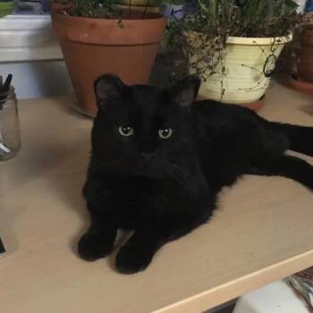 Chip -  Domestic Short Hair Cat for Adoption in Clavet, Saskatchewan - Chip | PetCurious