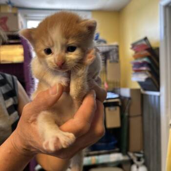 Colin -  Domestic Medium Hair Cat for Adoption in Pennsville Township, New Jersey - Colin | PetCurious