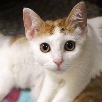 Biggie -  Domestic Short Hair Cat for Adoption in Des Moines, Iowa - Biggie | PetCurious