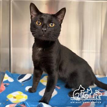 KURO -  Domestic Short Hair Cat for Adoption in Irvine, California - KURO | PetCurious