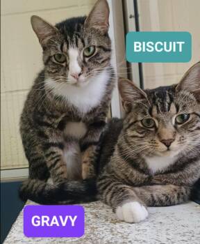 Domestic Short Hair Cats Available for Adoption in Wantagh, New York - Biscuit & Gravy | PetCurious