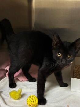 Stewart -  Domestic Short Hair Cat for Adoption in Disputanta, Virginia - Stewart | PetCurious