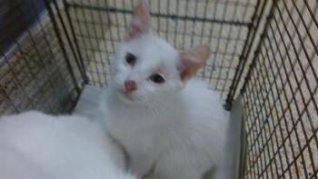 ARIANA -  Domestic Short Hair Cat Available for Adoption in Doral, Florida - ARIANA | PetCurious