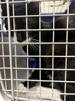 SETH -  Domestic Short Hair Cat for Adoption - SETH | PetCurious