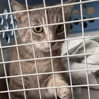 Ruth -  Domestic Short Hair Cat for Adoption in St. Louis, Missouri - Ruth | PetCurious