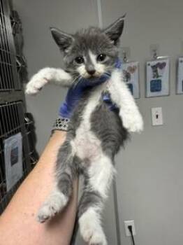 Domestic Short Hair Cats Available for Adoption in Doral, Florida - ADELLE | PetCurious