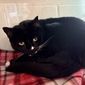 Margot -  Domestic Short Hair Cat for Adoption in Gloucester, Virginia - Margot | PetCurious