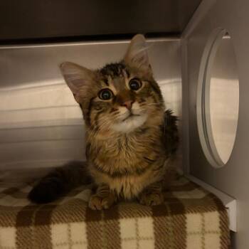 Domestic Medium Hair Cats Available for Adoption in Council Bluffs, Iowa - Darwin | PetCurious
