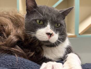 Brewster -  Domestic Short Hair Cat for Adoption in Walled Lake, Michigan - Brewster | PetCurious