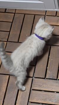 Purple Collar -  Bengal Cat for Sale in La Vergne, Tennessee - Purple Collar | PetCurious