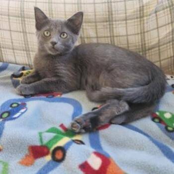 Ramona -  Domestic Short Hair Cat for Adoption in Rochester, Minnesota - Ramona | PetCurious