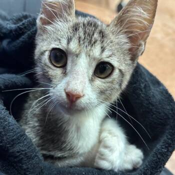 Socks -  Domestic Short Hair Cat for Adoption in Port Charlotte, Florida - Socks | PetCurious