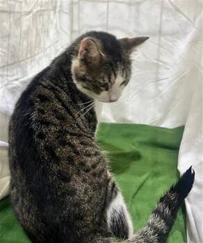 Domestic Short Hair Cats Available for Adoption in Winter Haven, Florida - TOFU | PetCurious