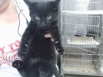 ALVIN -  Domestic Short Hair Cat for Adoption in Salinas, California - ALVIN | PetCurious