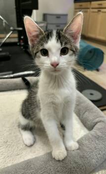 Dusky -  Domestic Short Hair Cat for Adoption in Martinsville, Indiana - Dusky | PetCurious