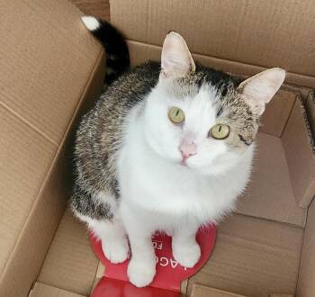 Handsome -  Tabby and Domestic Short Hair Cat for Adoption in Vaughan, Ontario - Handsome | PetCurious