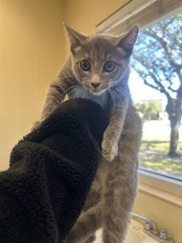 Domestic Short Hair Cats Available for Adoption - MOSAIC | PetCurious